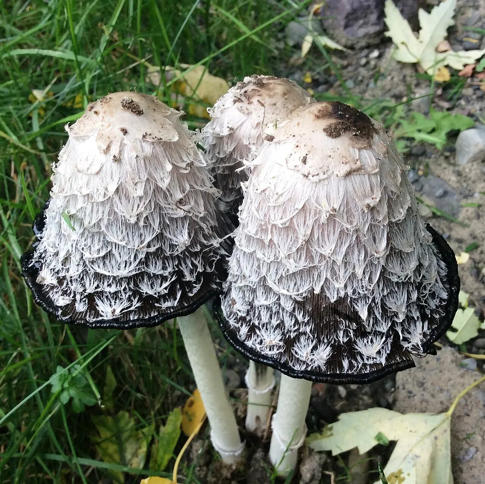 Shaggy ink cap (Coprinus comatus) in the wild