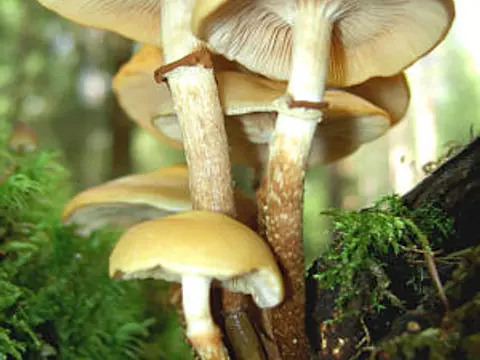 Sheathed woodtuft (Kuehneromyces mutabilis)