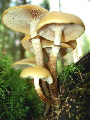 Sheathed woodtuft (Kuehneromyces mutabilis) in the wild