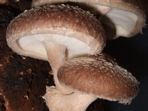 Shiitake (Lentinula edodes)