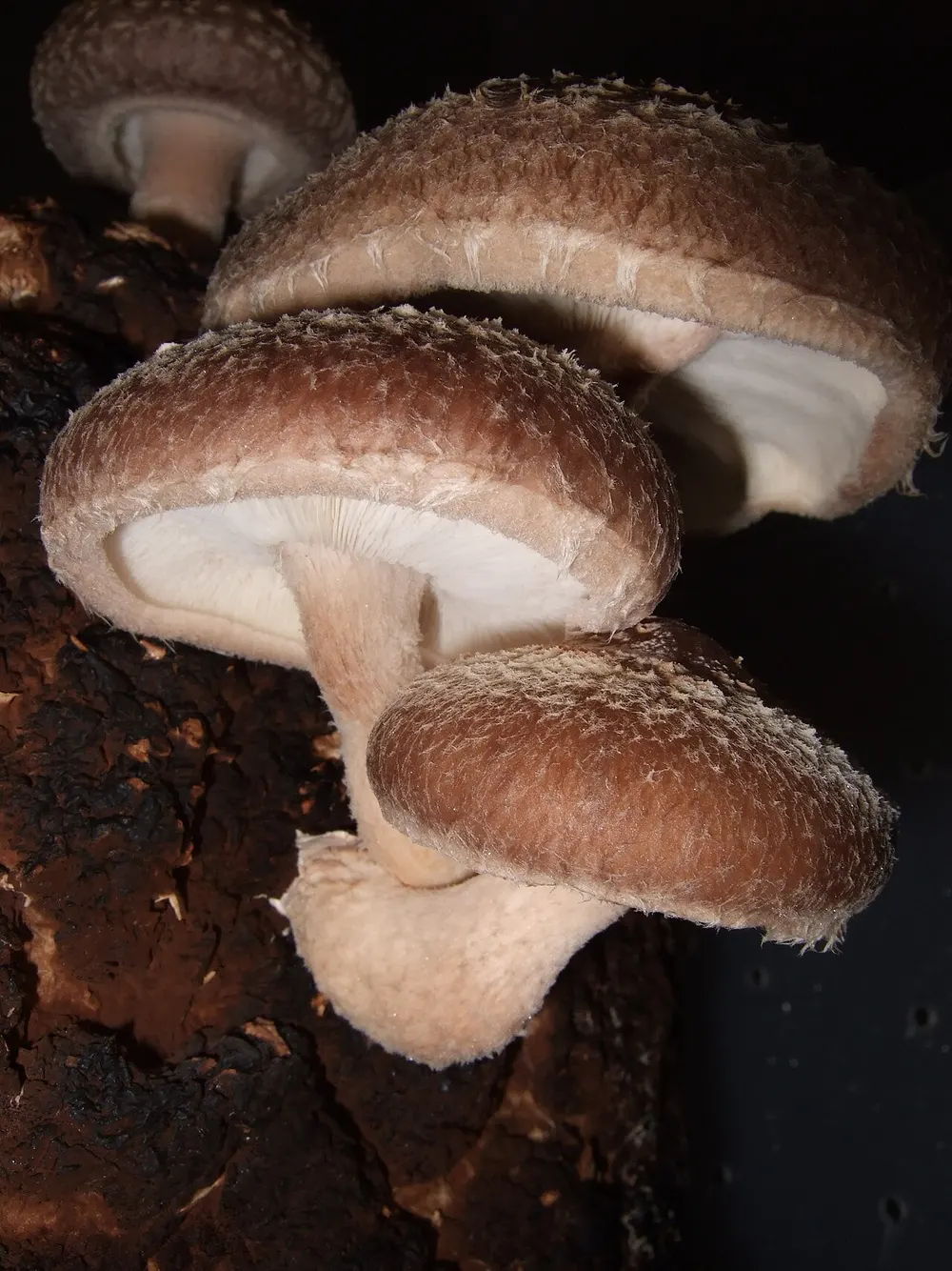 Shiitake (Lentinula edodes) in the wild