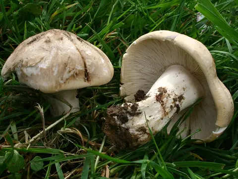 St George's mushroom (Calocybe gambosa)