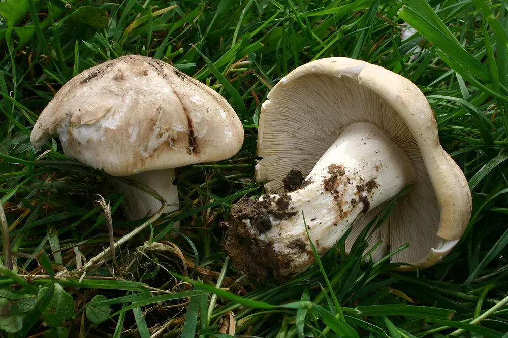St George's mushroom (Calocybe gambosa) in the wild