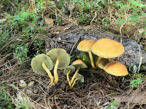 Sulphur tuft (Hypholoma fasciculare)