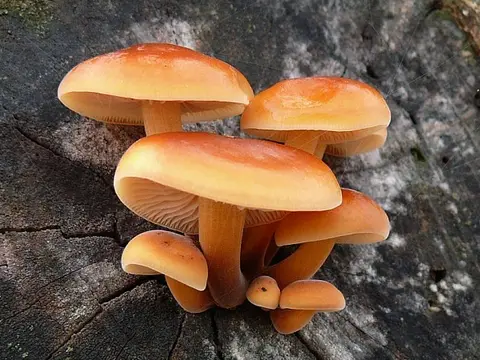 Velvet shank (Flammulina velutipes)