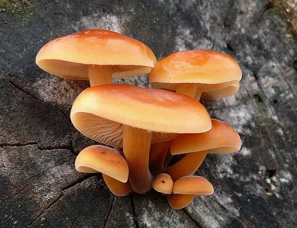 Velvet shank (Flammulina velutipes) in the wild