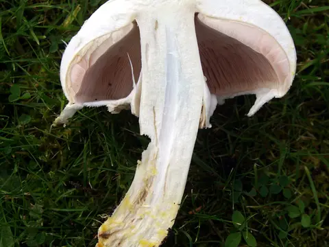 Yellow stainer