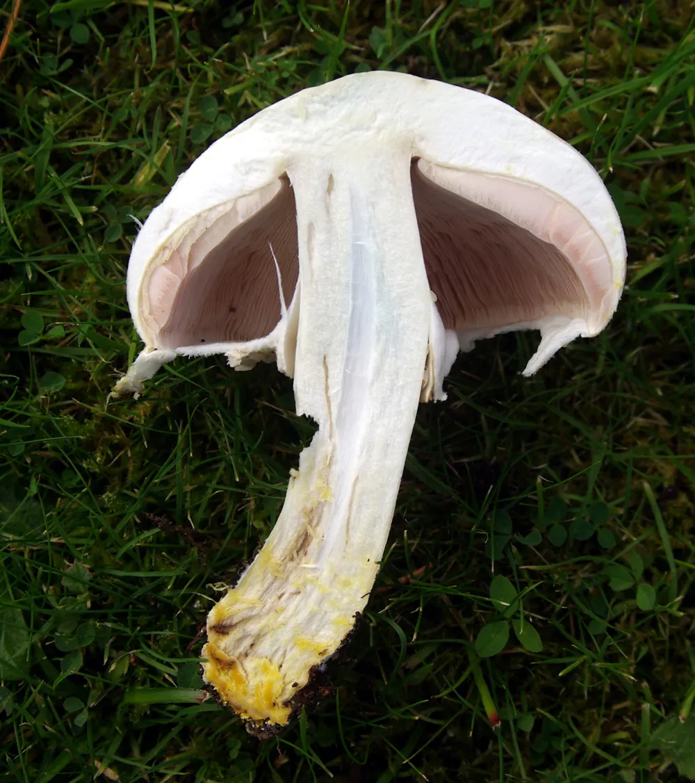 Yellow stainer (Agaricus xanthodermus) in the wild